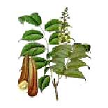 Manufacturers Exporters and Wholesale Suppliers of Balsam Peru Oil kannauj Uttar Pradesh